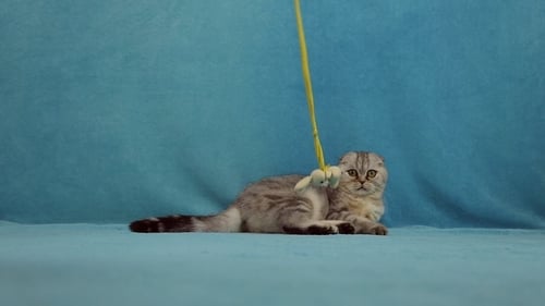 Funny Cat Playing with Little Toy Bunny
