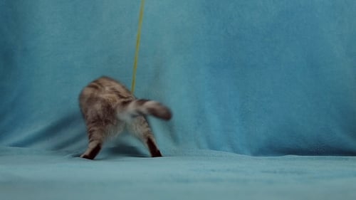 Playful Kitten Batting at a Yellow String Toy