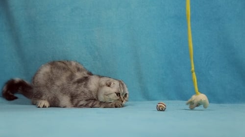 Playful Shorthair Cat Playing with Toys