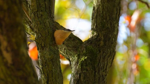 Eurasian Nuthatch Bird on a Tree Branch