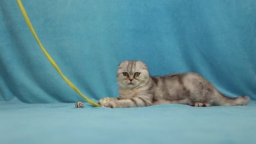 Funny Cat Playing with Little Toy Bunny