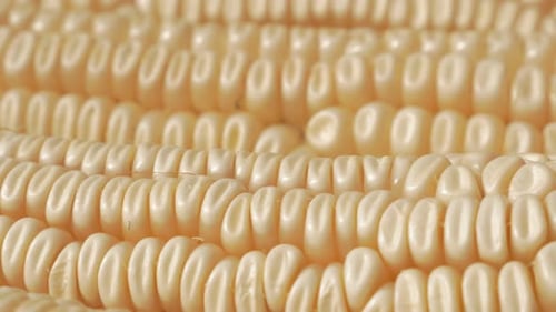 Healthy white dent corn slow tilting focus 4K 2160p UHD footage - Field organic corns in the row aft