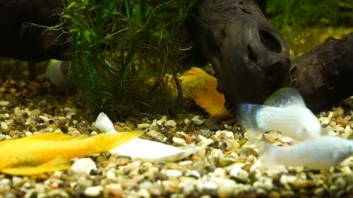 Video Aquarium Fish Swimming In a Large Aquarium