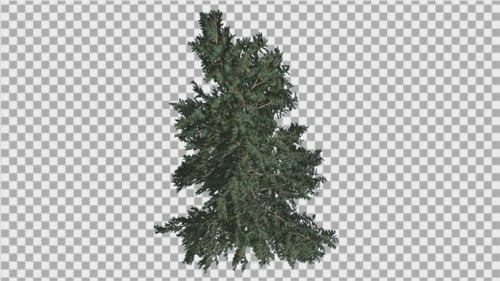 Realistic Animated Pine Tree Swaying in Wind