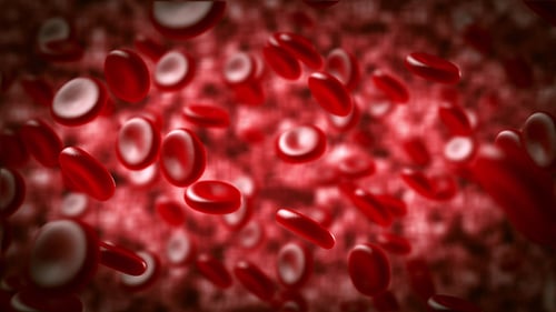Red Blood Cells Moving In The Blood Stream