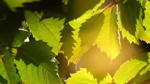Weinblätter-Hintergrund