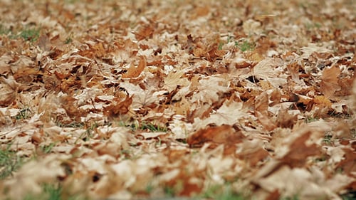 Golden Autumn Leaves Falling on Ground