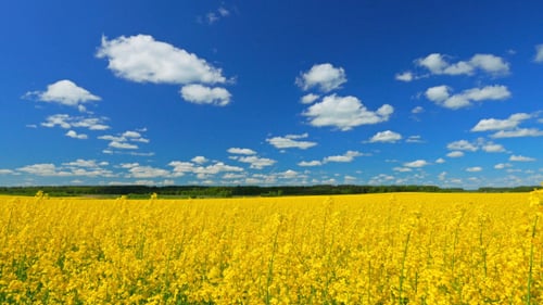 Canola-Feld