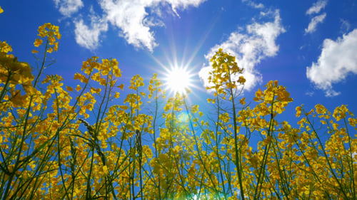 Blumen von Raps Und Sonne
