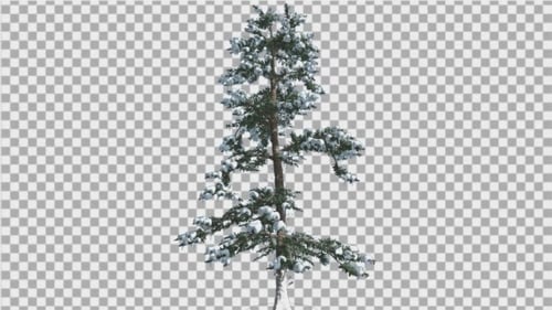 White Fir Snow on a Branches Thin Trunk Small