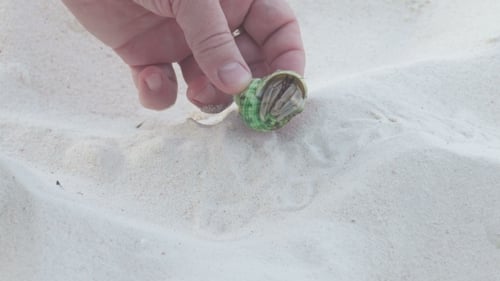 Hand Places Tiny Hermit Crab on White Sand