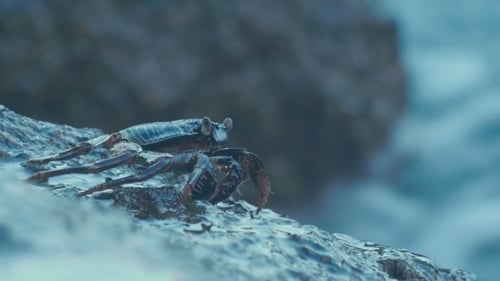 Crab On The Rock At The Beach