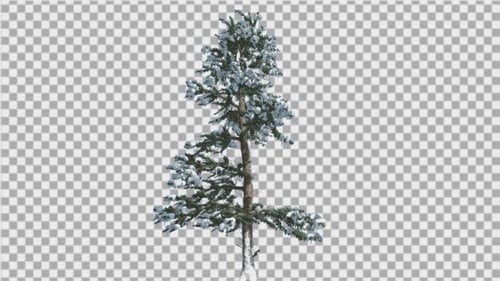 Snowy Pine Tree Swaying in Winter with Alpha Channel