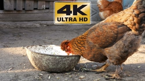 Chickens Feeding from Bowl on Rural Farm
