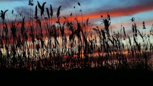 The Bulrushes Against Sunlight