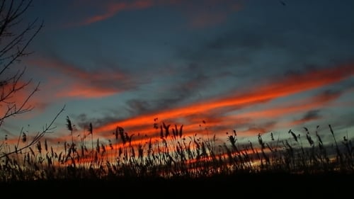 Die Bulrushes gegen Sonnenlicht über dem Himmel