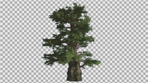 Western Juniper Branches Swaying at Strong Wind