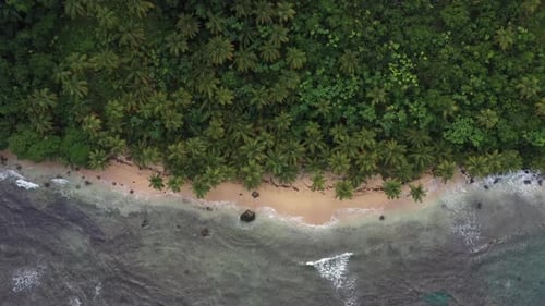 4k 30fps A Cenital Drone Going Up Shoot Of The One Virgine Beach With Palmstree With Waves 1