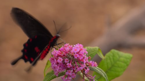 Schmetterling