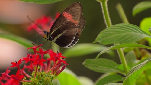 Butterfly Feeding on Vibrant Red Flowers in Nature