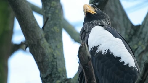 Big Bird Un Aigle Assis