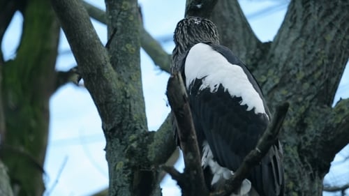 Big Bird Ein Adler sitzend