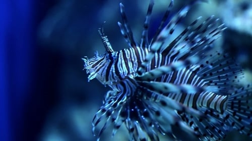 Lionfish Swimming Gracefully in Blue Water