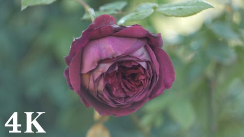 Close Up of a Beautiful Pink Rose