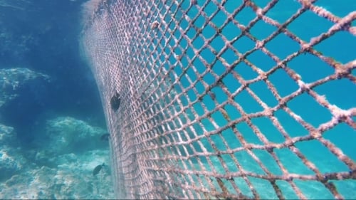 Fishing Net Underwater with Fish in Clear Ocean