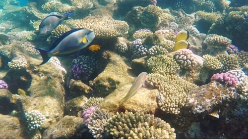 Big Fish-surgeon Floats Over a Coral Reef