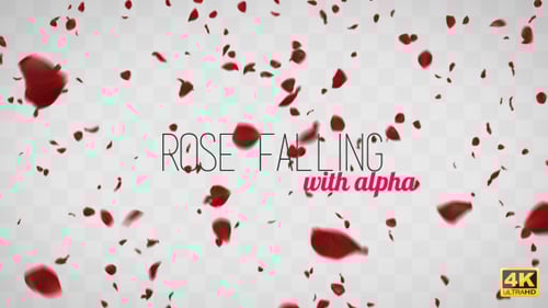 Romantic Red Rose Petals Falling in Seamless Animation