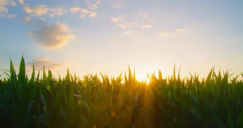 Agriculture Cornfield in the Rays of the Sun at Sunset