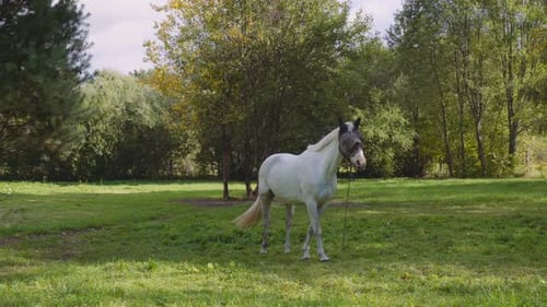 Pferd weidet auf der Wiese