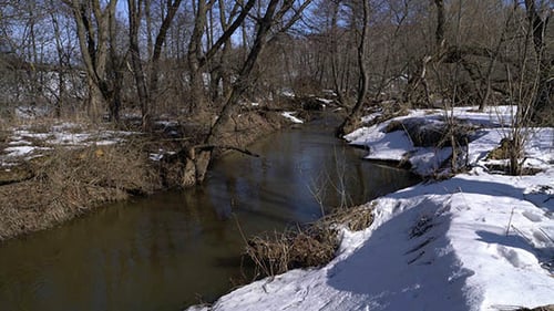 Forest River at Early Spring