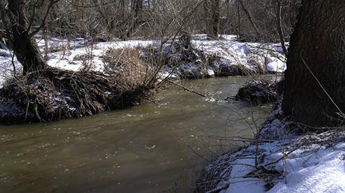 Forest River at Early Spring