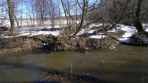Forest River at Early Spring