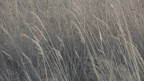 Moving Dry Grass in Field