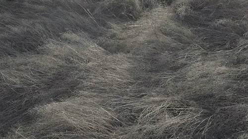 Moving Dry Grass in Field
