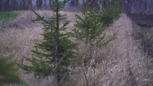 Christmas Trees That Grow In Line