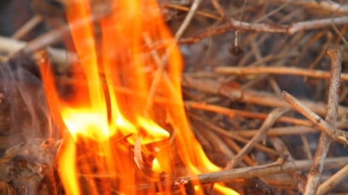 Crackling Bonfire Burns Brightly in Close-Up