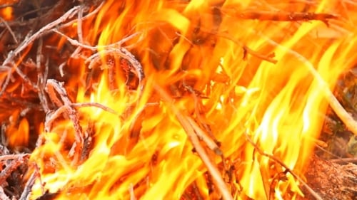 Roaring Fire Consuming Twigs and Branches