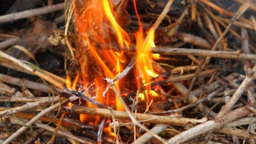 Burning Twigs and Foliage Close Up