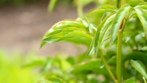 Close Up of Bright Green Plant Leaves