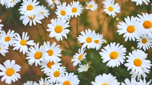 Large Field Daisies on a Summer Day in the Field