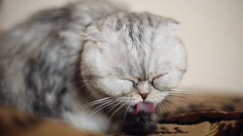 Long-Haired Cat Grooming Itself Indoors