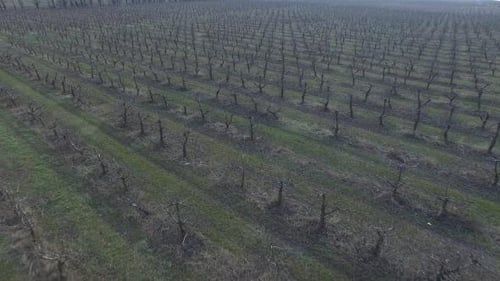 Flying Over A Field Of Trees 03