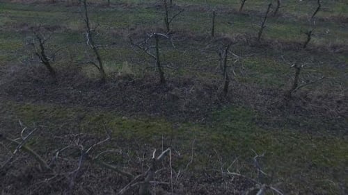 Flying Over A Field Of Trees 04