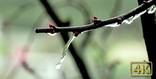 Flower Tree 04