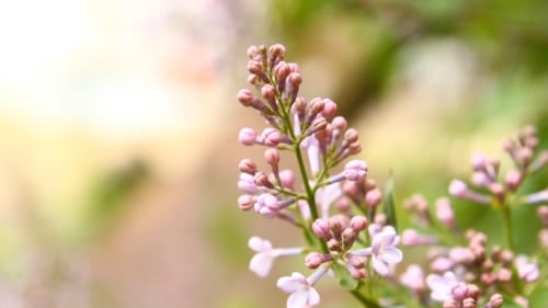 Lilas fleuri se balançant dans le vent