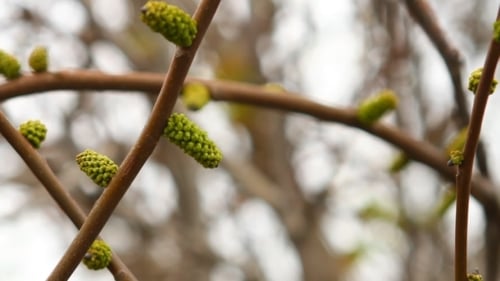 Leaves On The Branch Hazel Swaying In The Wind